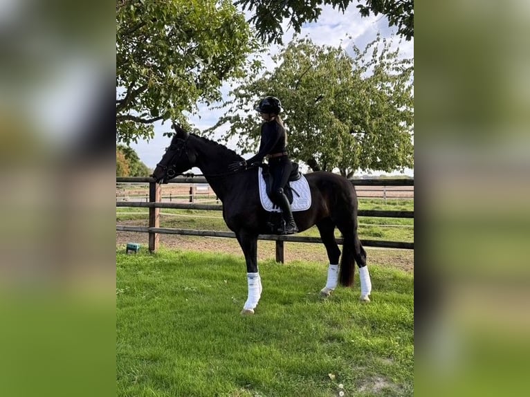 Hannover Giumenta 13 Anni 175 cm Baio scuro in Rommerskirchen