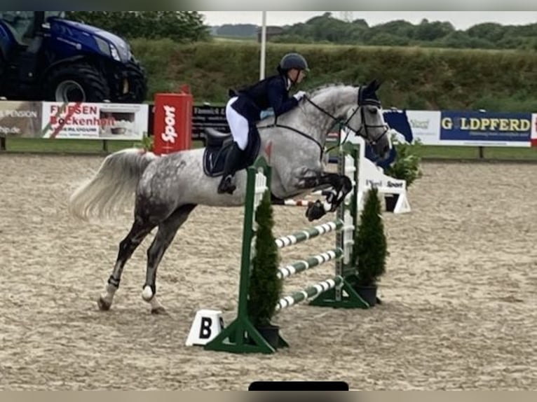 Hannover Giumenta 13 Anni 176 cm Grigio in Seeth