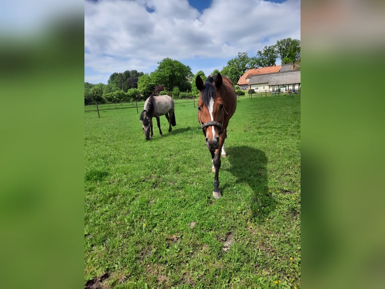 Hannover Giumenta 13 Anni Baio in Rehlingen