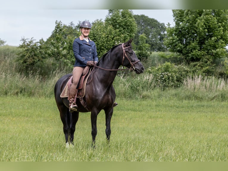 Hannover Giumenta 14 Anni 160 cm Morello in Sterup