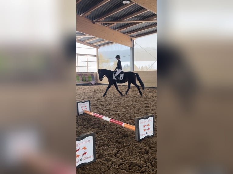 Hannover Giumenta 14 Anni 162 cm Baio scuro in Kölleda