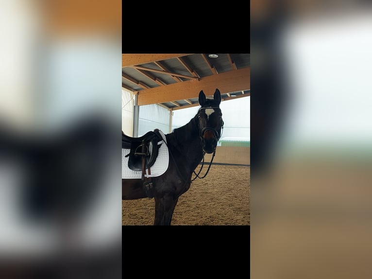 Hannover Giumenta 14 Anni 162 cm Baio scuro in Kölleda