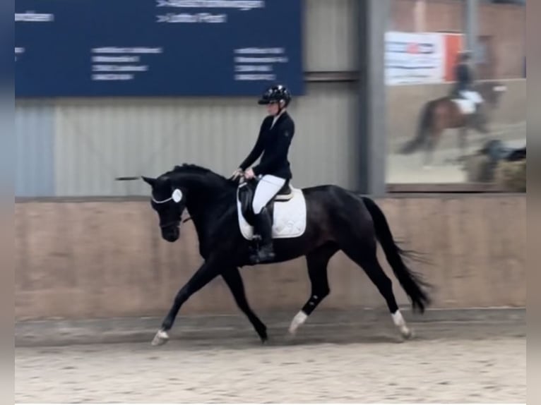 Hannover Giumenta 14 Anni 163 cm Baio scuro in S&#xFC;dermarsch,Husum