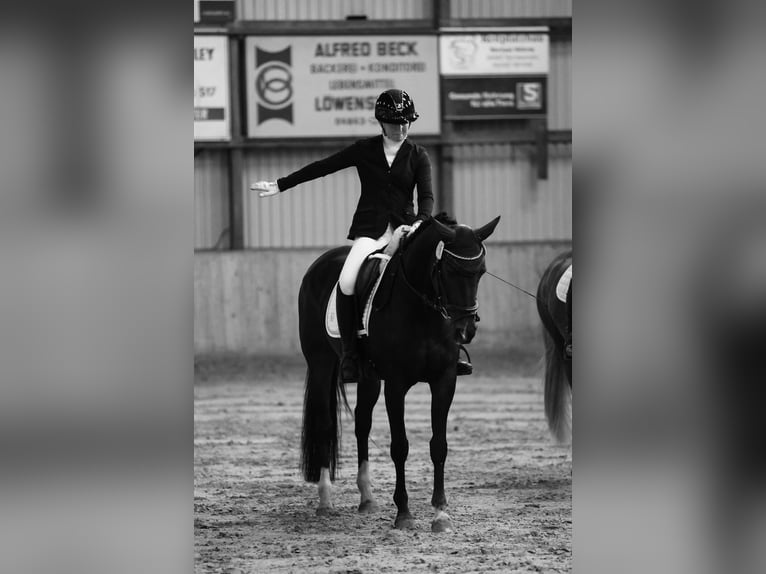 Hannover Giumenta 14 Anni 163 cm Baio scuro in S&#xFC;dermarsch,Husum