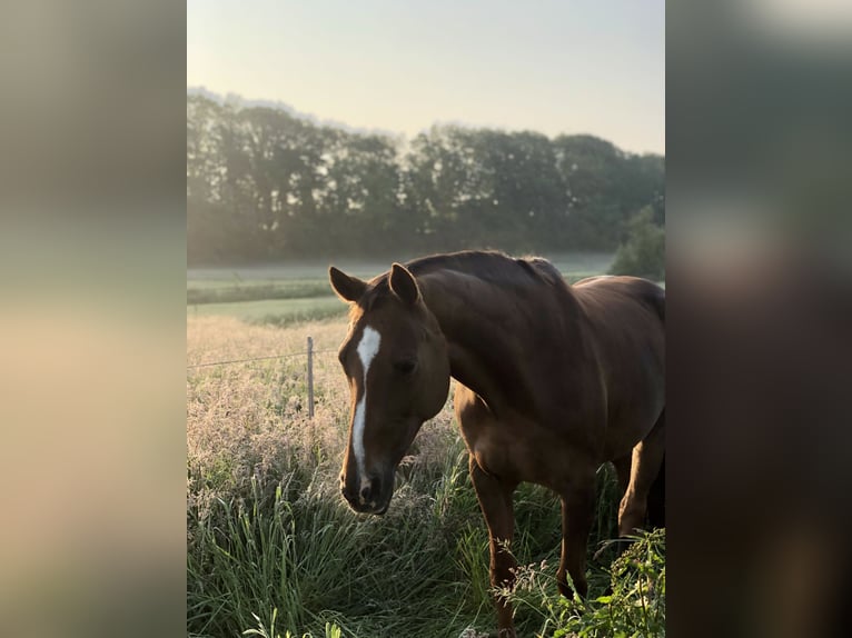 Hannover Giumenta 14 Anni 163 cm Sauro in Fredenbeck