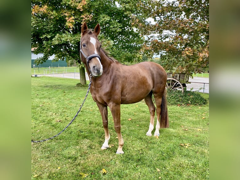 Hannover Giumenta 14 Anni 163 cm Sauro in Fredenbeck