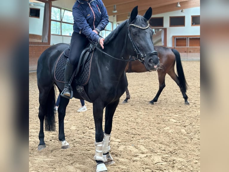 Hannover Giumenta 14 Anni 164 cm Baio nero in Mechtersen