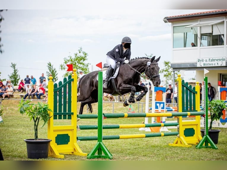 Hannover Giumenta 14 Anni 164 cm Baio nero in Mechtersen