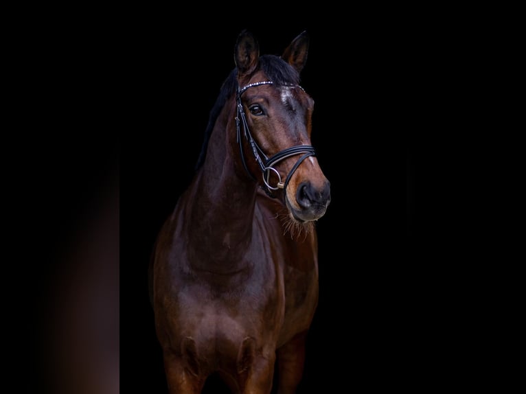 Hannover Giumenta 14 Anni 164 cm Baio scuro in Waldfeucht