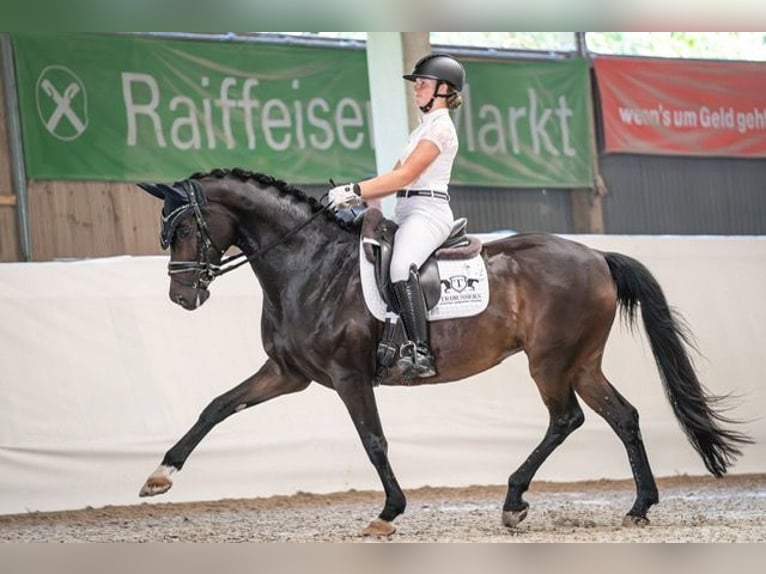 Hannover Giumenta 14 Anni 165 cm Baio scuro in Drackenstein