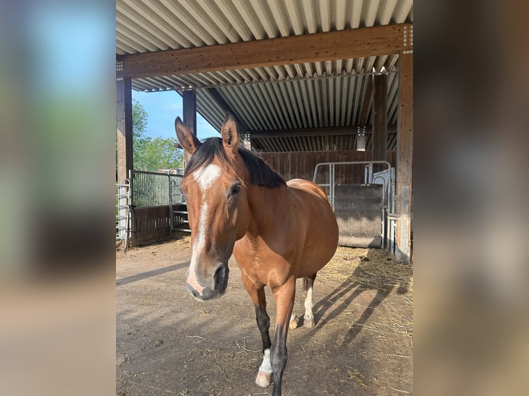 Hannover Giumenta 14 Anni 166 cm Baio chiaro in Langenselbold