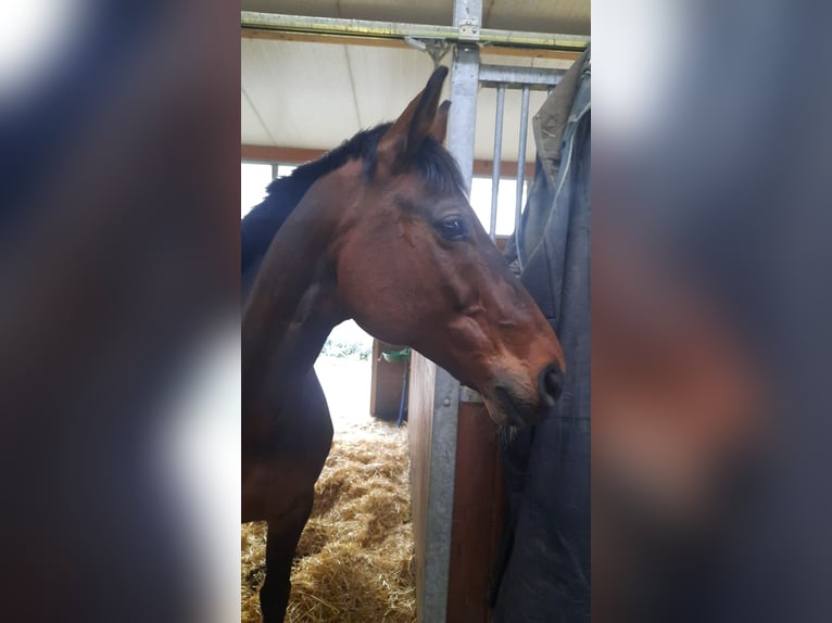 Hannover Giumenta 14 Anni 167 cm Baio nero in Simmern