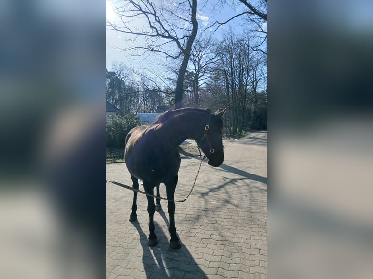 Hannover Giumenta 14 Anni 167 cm Morello in Barenburg