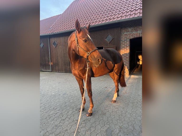 Hannover Giumenta 14 Anni 167 cm Sauro scuro in Werne