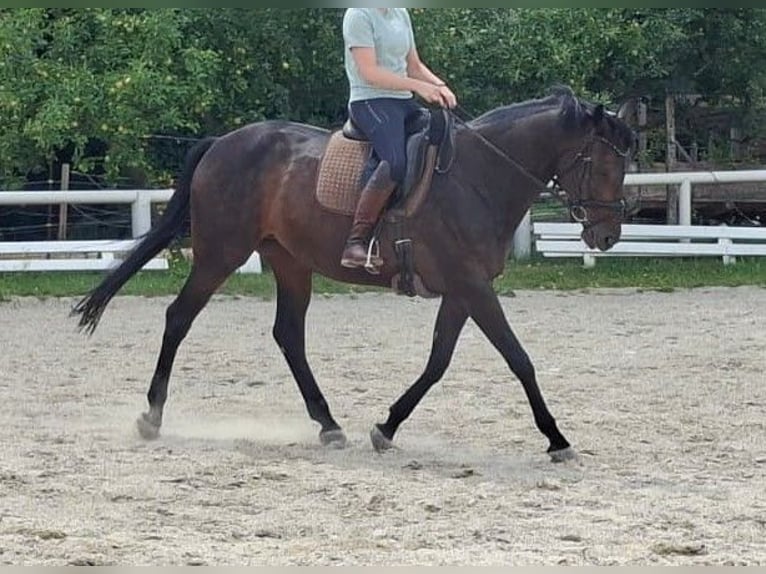 Hannover Giumenta 14 Anni 168 cm Baio nero in Markt Indersdorf