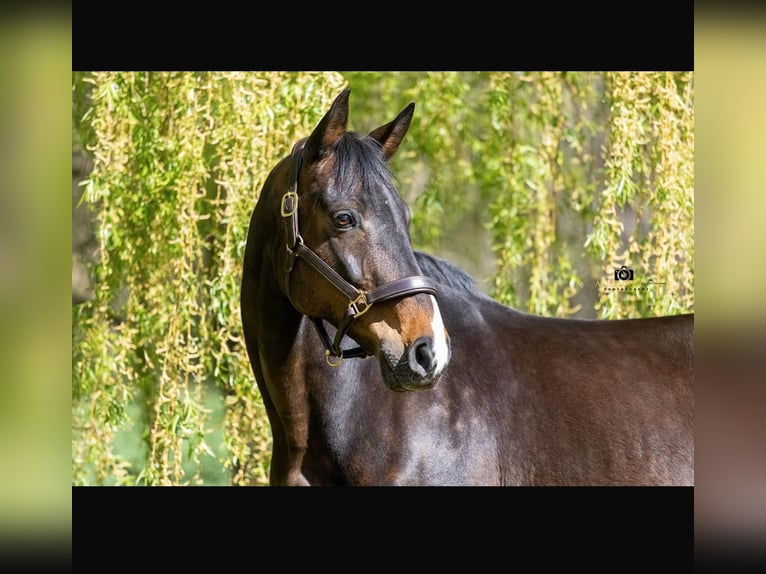 Hannover Giumenta 14 Anni 169 cm Baio in Kalbe (Milde)