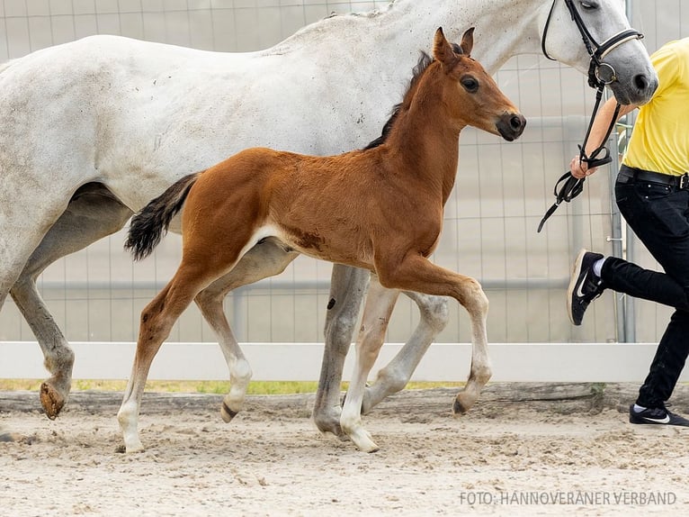 Hannover Giumenta 14 Anni 169 cm Grigio in Schwanewede