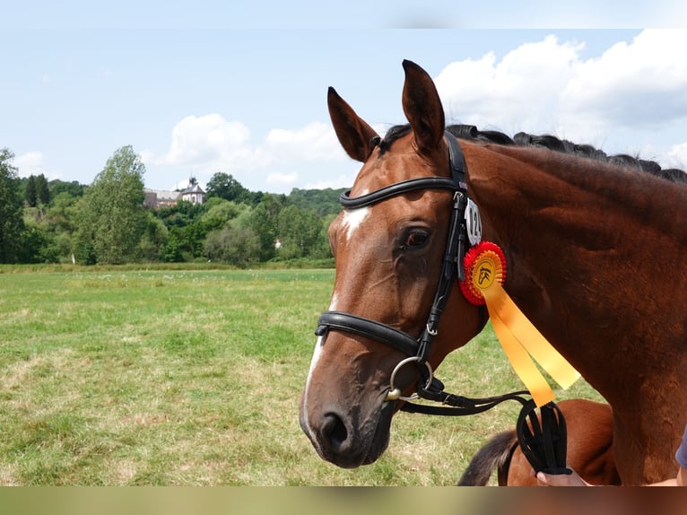 Hannover Giumenta 14 Anni 170 cm Baio in Saarbrücken