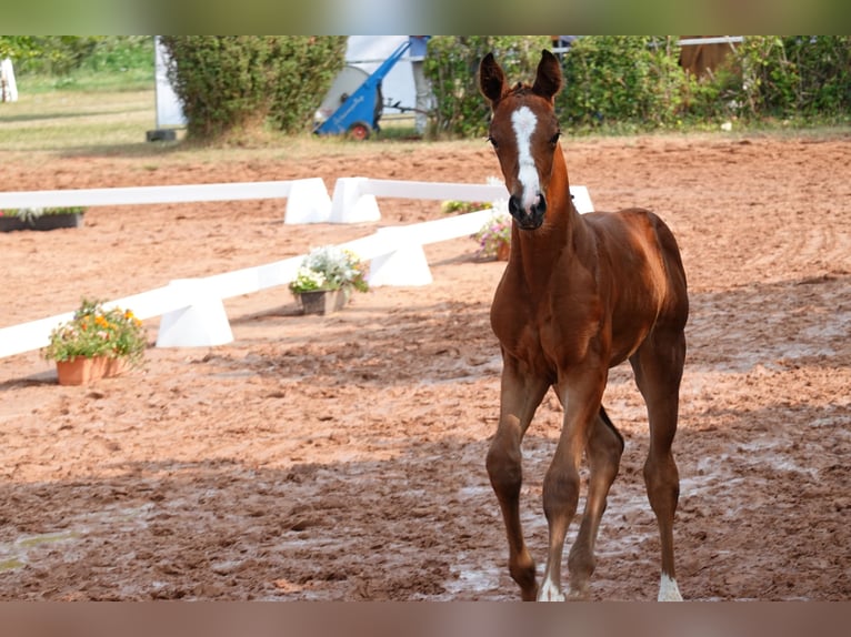 Hannover Giumenta 14 Anni 170 cm Baio in Saarbrücken