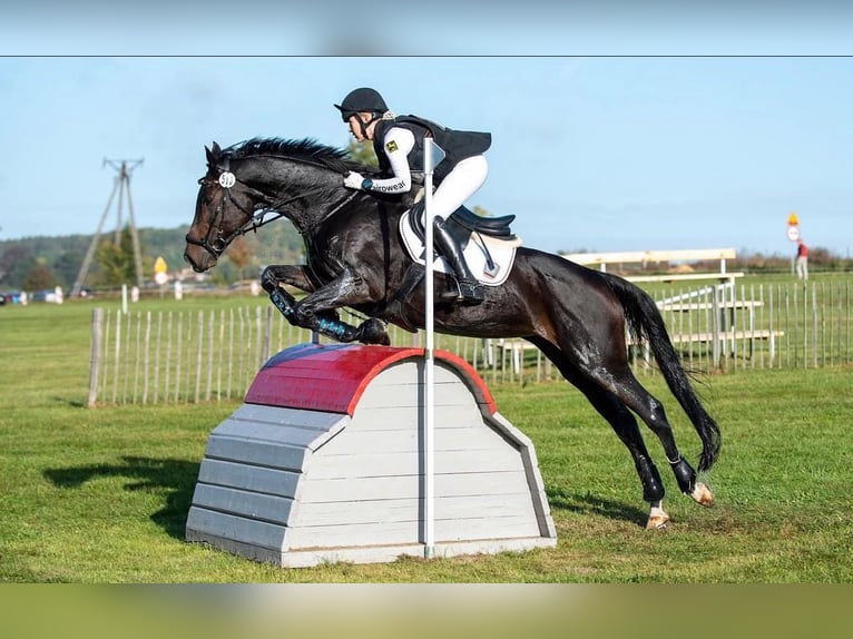 Hannover Giumenta 14 Anni 170 cm Baio scuro in Egestorf