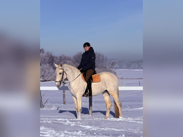 Hannover Giumenta 14 Anni 170 cm Grigio in Springe