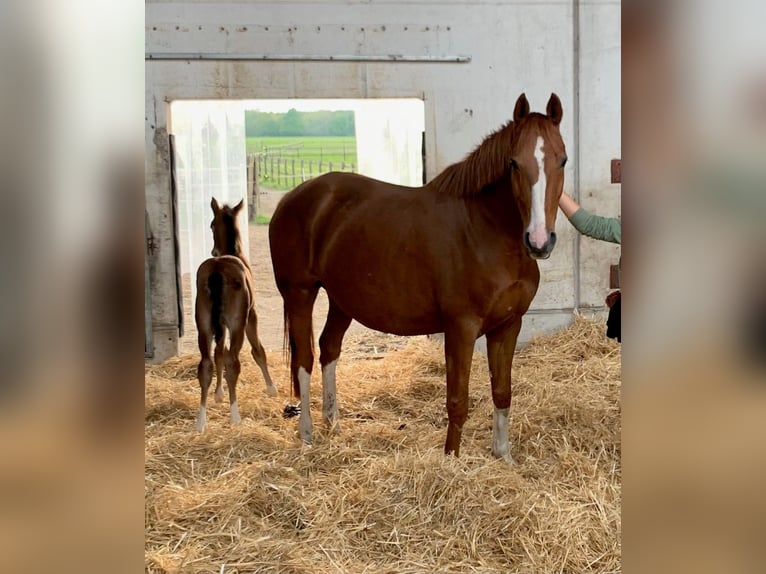 Hannover Giumenta 14 Anni 170 cm Sauro in Langenhagen