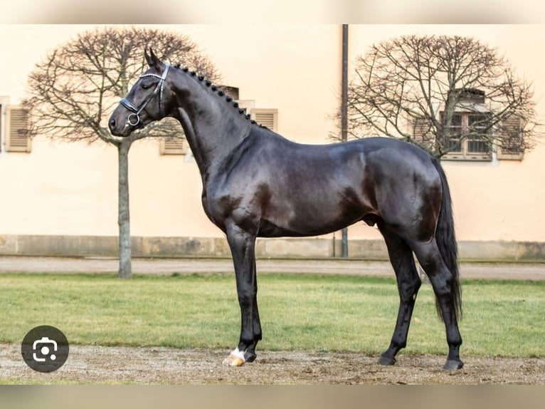 Hannover Giumenta 14 Anni 170 cm Sauro scuro in Eilenburg