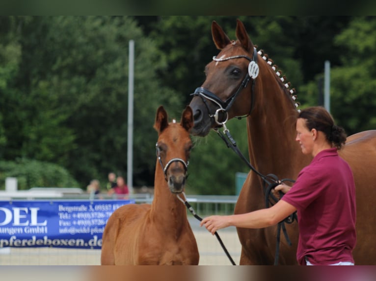 Hannover Giumenta 14 Anni 170 cm Sauro scuro in Eilenburg