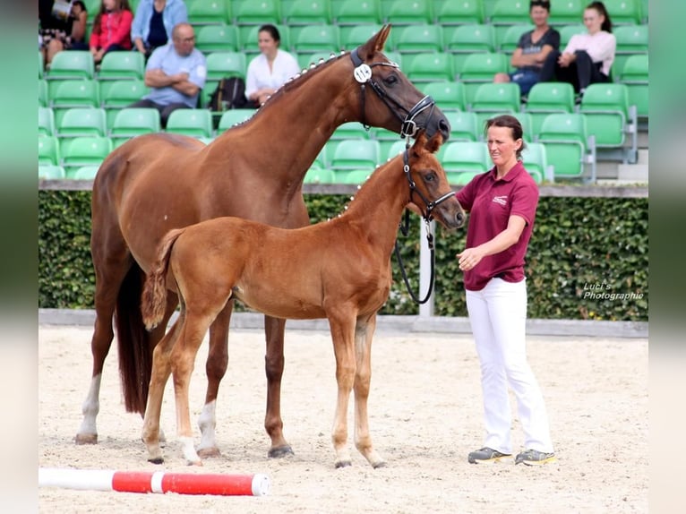 Hannover Giumenta 14 Anni 170 cm Sauro scuro in Eilenburg