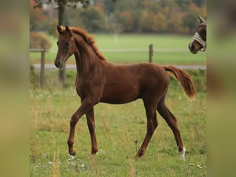 Hannover Giumenta 14 Anni 170 cm Sauro scuro in Eilenburg