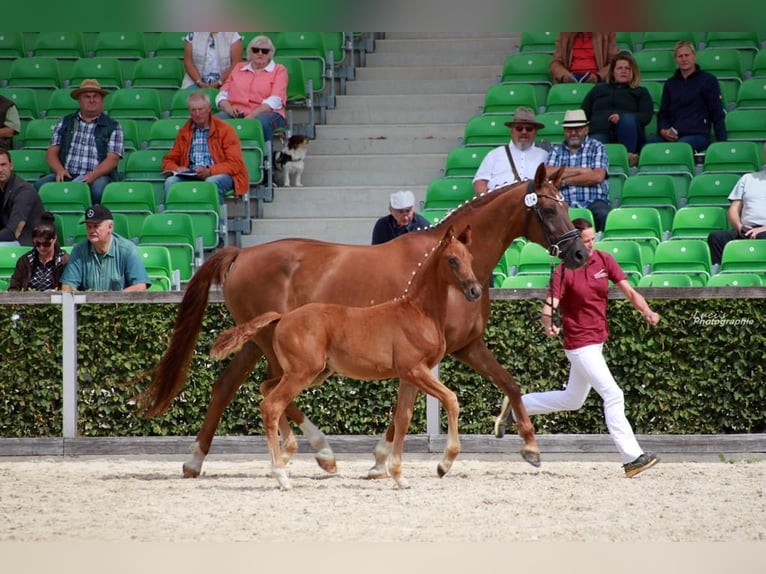 Hannover Giumenta 14 Anni 170 cm Sauro scuro in Eilenburg