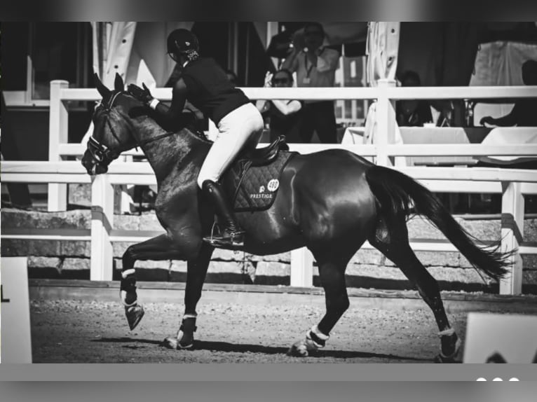 Hannover Giumenta 14 Anni 173 cm Baio scuro in Gundelfingen