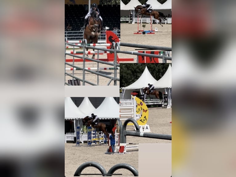 Hannover Giumenta 14 Anni 173 cm Baio scuro in Gundelfingen