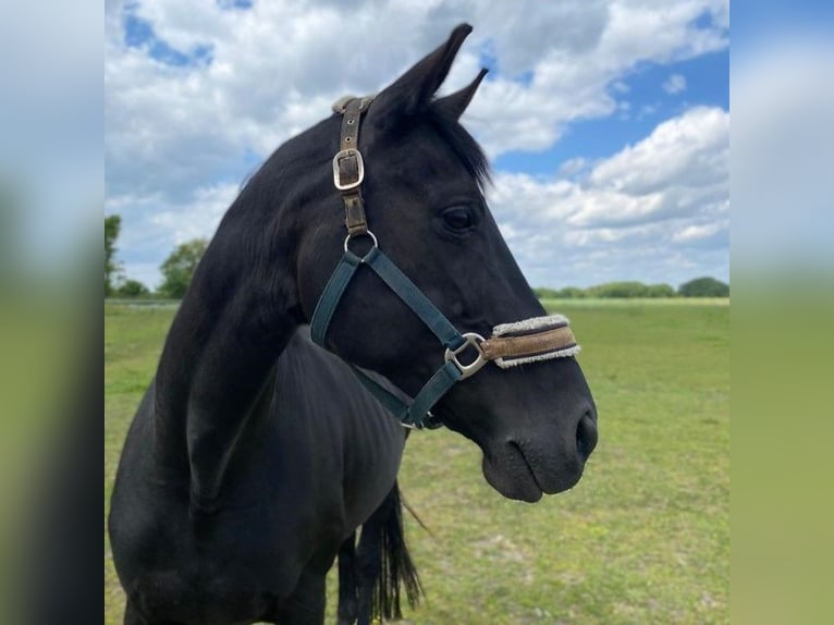 Hannover Giumenta 14 Anni 173 cm Morello in Meyenburg