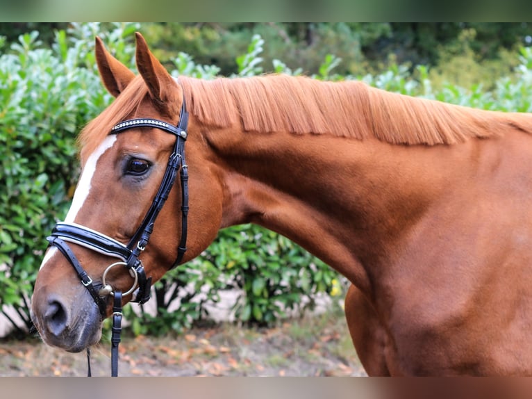 Hannover Giumenta 14 Anni 173 cm Sauro in Verden (Aller)