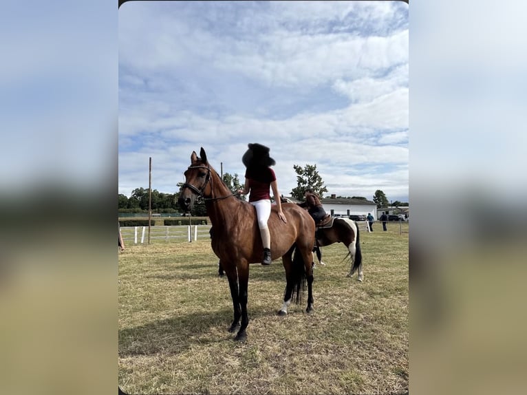 Hannover Giumenta 14 Anni 174 cm Baio in Wriezen