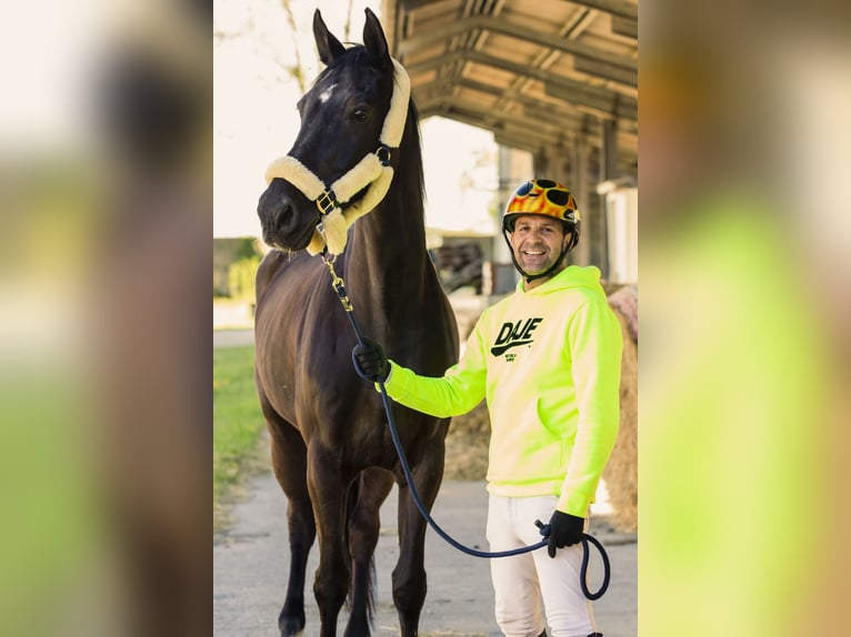 Hannover Giumenta 14 Anni 175 cm Baio scuro in Milano