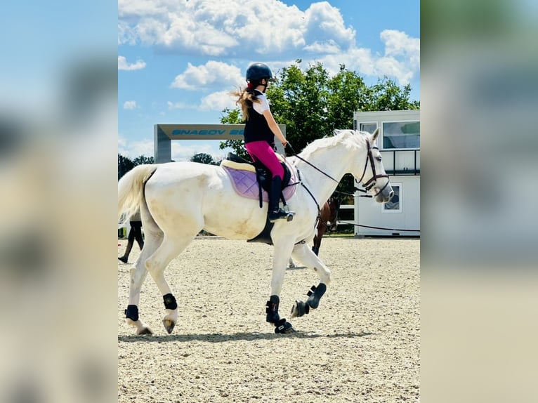 Hannover Giumenta 14 Anni 175 cm Grigio in Voluntari