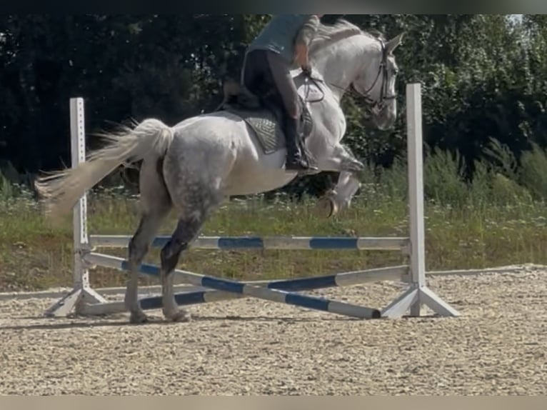 Hannover Giumenta 14 Anni 175 cm Grigio pezzato in Grossensee