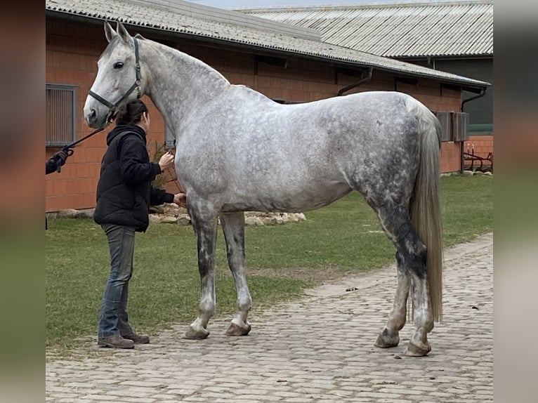 Hannover Giumenta 14 Anni 175 cm Grigio pezzato in Grossensee