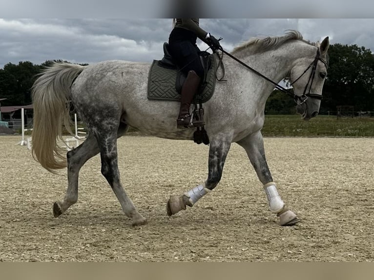 Hannover Giumenta 14 Anni 175 cm Grigio pezzato in Grossensee