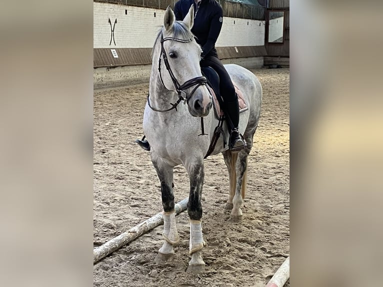 Hannover Giumenta 14 Anni 175 cm Grigio pezzato in Grossensee