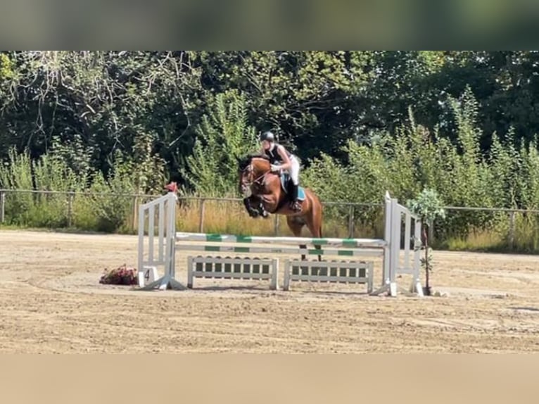 Hannover Giumenta 15 Anni 162 cm Baio in Springe