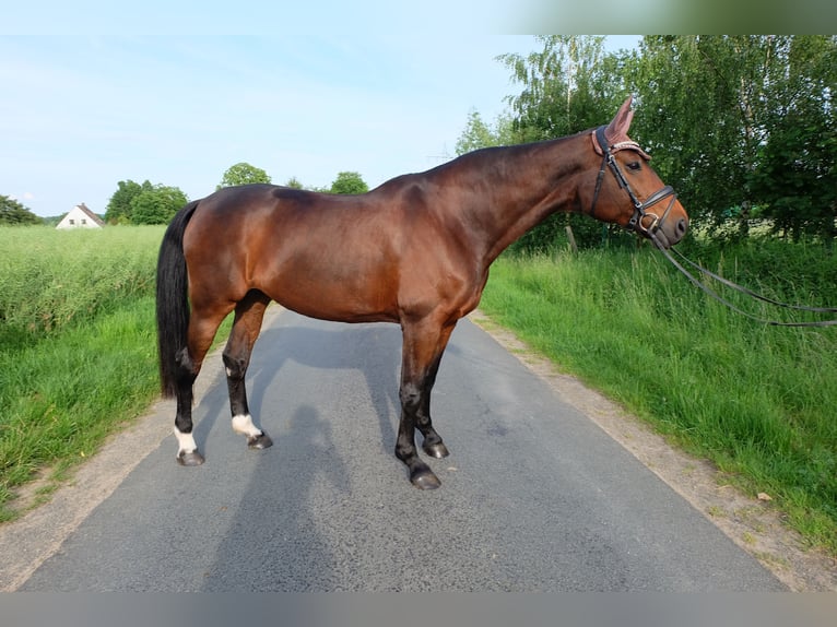 Hannover Giumenta 15 Anni 162 cm Baio in Springe