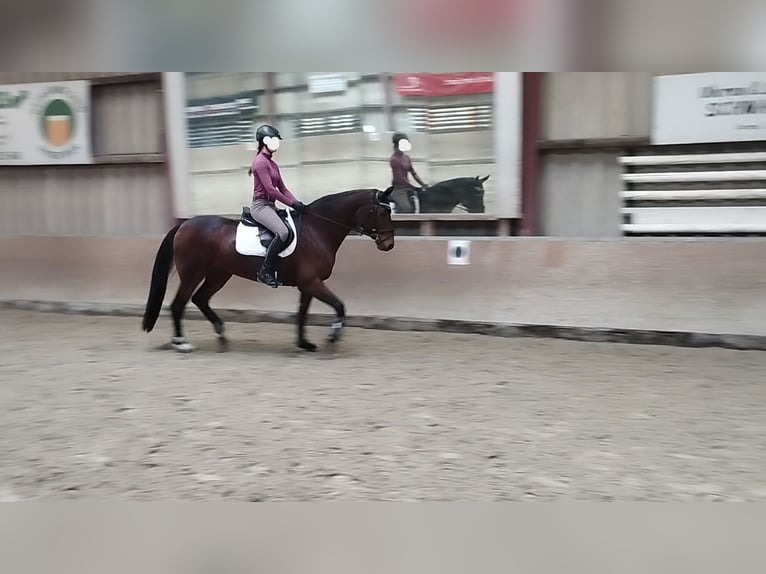 Hannover Giumenta 15 Anni 162 cm Baio in Springe