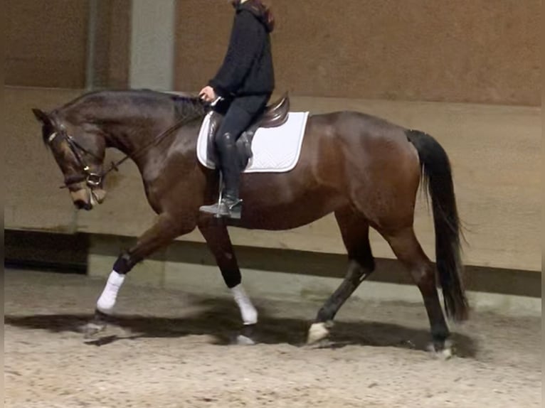 Hannover Giumenta 15 Anni 162 cm Baio scuro in Wolpertswende