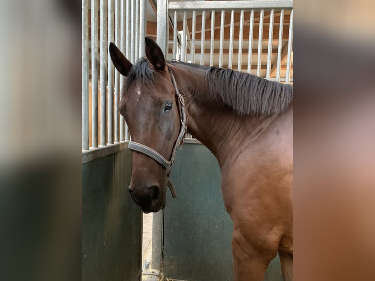 Hannover Giumenta 15 Anni 162 cm Baio scuro in Wolpertswende