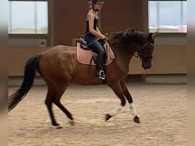 Hannover Giumenta 15 Anni 162 cm Baio scuro in Wolpertswende