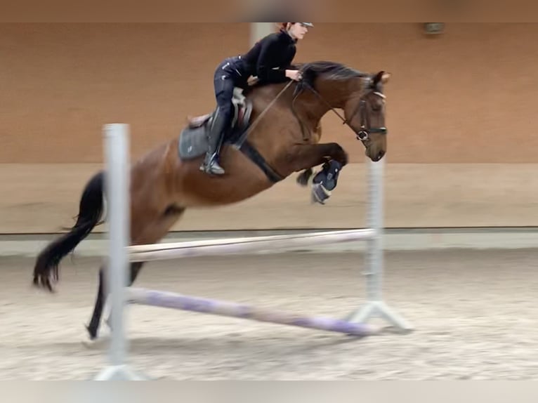 Hannover Giumenta 15 Anni 162 cm Baio scuro in Wolpertswende