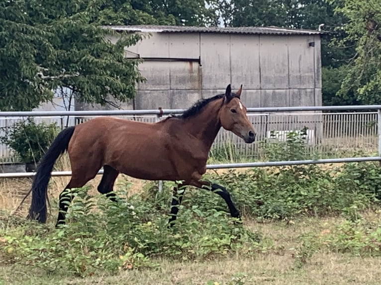 Hannover Giumenta 15 Anni 163 cm Baio ciliegia in Offenbach